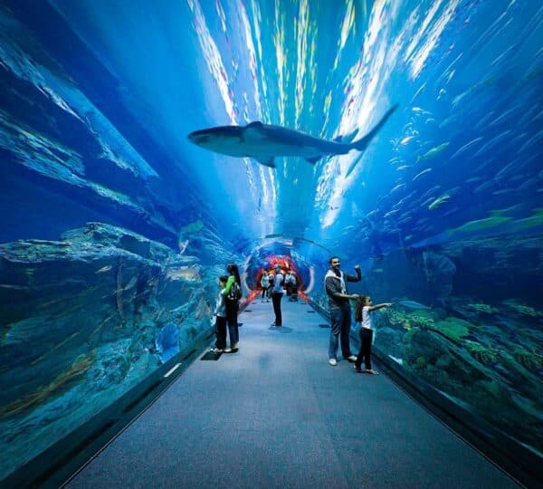 Dubai Aquarium and Burj Khalifa Tickets and tours