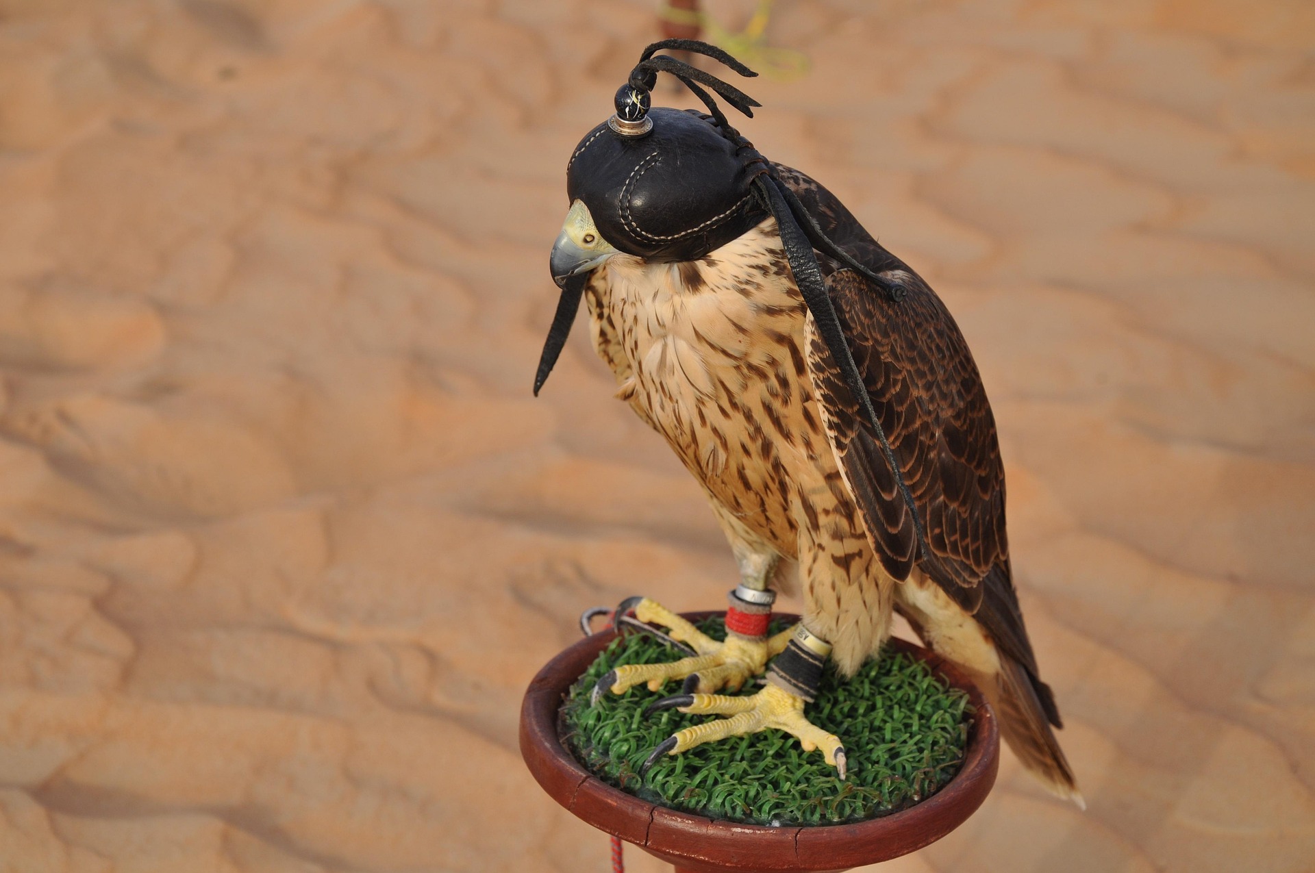 Falcon Point Desert Safari